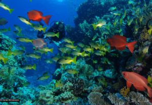 Glasbodenboot Hurghada - Korallen und Bunte Fische